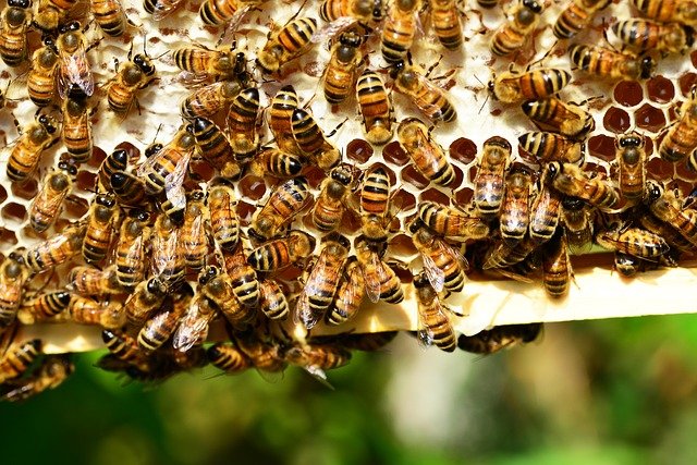 Jaka jest rola pszczół w naszym życiu?