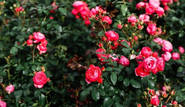Czarna plamistość róży – domowe sposoby, jak uratować chore róże, jaki oprysk na czarną plamistość róż