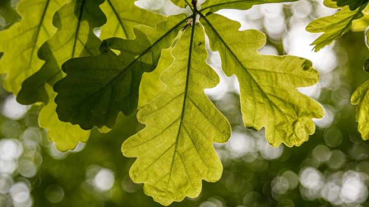 Najbardziej dekoracyjne drzewa z liśćmi idealne do twojego ogrodu – przegląd gatunków i odmian