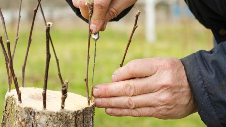Jak hodowane są sztandarowe gatunki drzew na wyszczepionym pniu