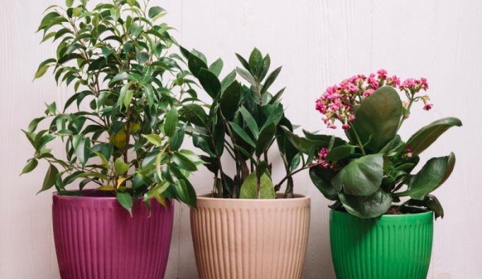 Ożyw swój dom zielenią: Wybierz odpowiednie kwiaty doniczkowe