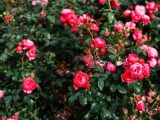 Jak zwalczyć czarną plamistość na różach metodami domowymi oraz skuteczne środki do oprysku