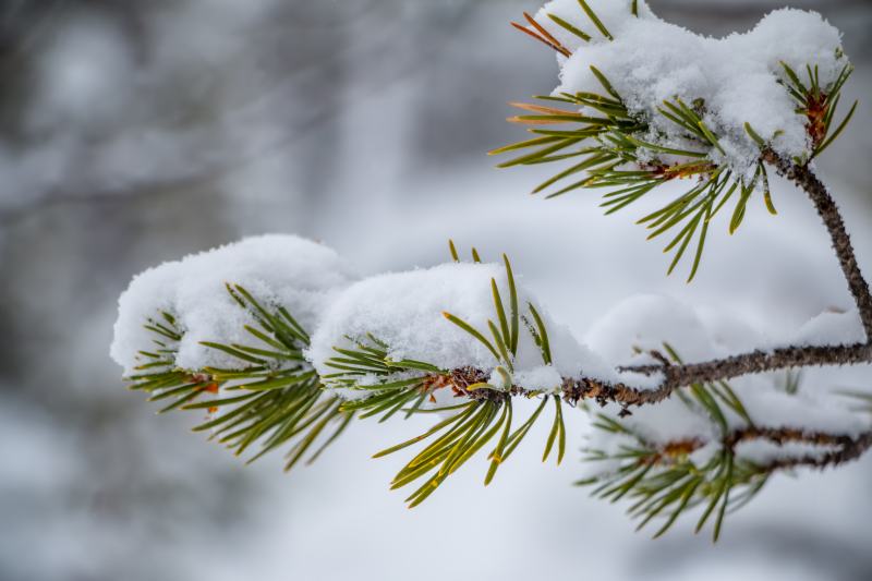 Kwitnące rośliny zimowe – jakie wybrać krzewy i drzewa do ogrodu dla zimowego kwitnienia