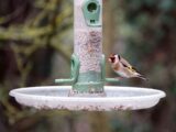 Jak wykonać urocze poidło dla ptaków - proste i ekonomiczne rozwiązanie DIY