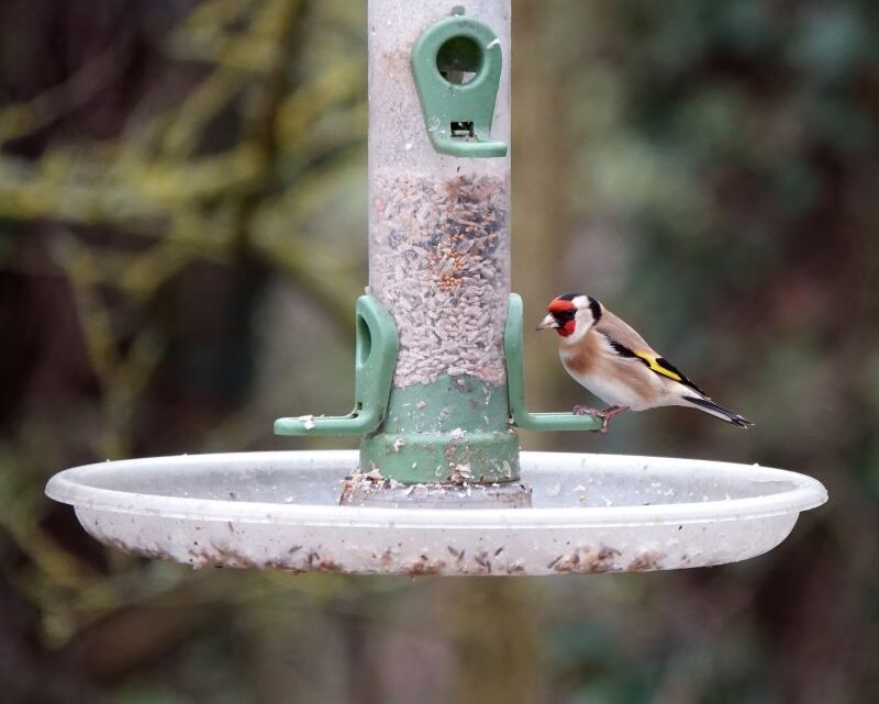 Jak wykonać urocze poidło dla ptaków – proste i ekonomiczne rozwiązanie DIY