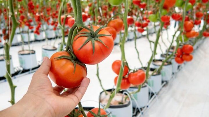 Ekologiczne sposoby uprawy pomidorów w tunelach foliowych i szklarniach – Praktyczne porady
